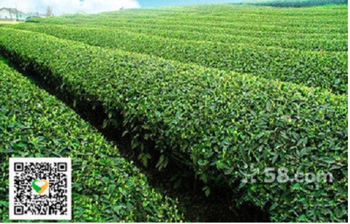 ����ɽ����԰